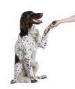 Small Munsterlander dog shaking hand Royalty Free Stock Photo