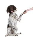 Small Munsterlander dog shaking hands with person Royalty Free Stock Photo