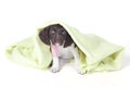 Small Munsterlander puppy with blanket