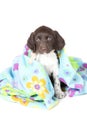 Small Munsterlander puppy with blanket