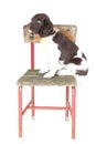 Small Munsterlander puppy on chair