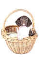 Small Munsterlander puppy in wicker basket