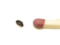 Small museum beetle Anthrenus museorum next to a match for size comparision