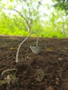 A small mushroom bended.... Royalty Free Stock Photo