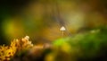 Small mushroom against blurry background
