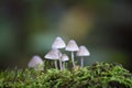 Small mushroom Royalty Free Stock Photo