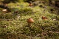 Small mushroom in a big forest