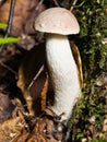 Small mushroom Boletus edulis, King Bolete in moss macro Royalty Free Stock Photo