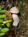 Small mushroom Boletus edulis, King Bolete in moss macro Royalty Free Stock Photo