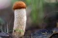 small mushroom with a brown hat, orange bolete stands in the forest in autumn and looks as if it was made of felt