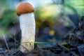 Small mushroom with a brown hat, orange bolete stands in the forest in autumn and looks as if it was made of felt