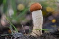 A small mushroom with a brown hat, orange bolete stands in the forest in autumn and looks as if it was made of felt