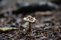 small mushroom in the dirt near a tree and ground, with an upside down stalk