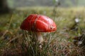 A red mushroom in the grass after a rainy day - detail