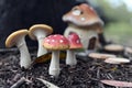 Mushroom fairy house in the forest