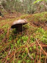 Small mushroom in the field in the middle of the grass