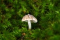 Small mushroom in the forest