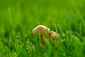 Small mushroom in grass