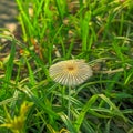 Small Mushroom on Green Grass in the Morning Royalty Free Stock Photo