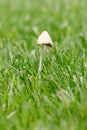 A small mushroom grew on a green lawn. Selective focus, blur Royalty Free Stock Photo