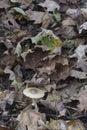 Small mushroom among leaves