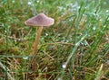 Small mushroom growing in grass near a forest, mycena olivaceous or helmet fungus, close-up view against a green background Royalty Free Stock Photo