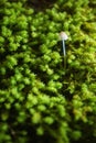 Small mushroom growing in moss Royalty Free Stock Photo
