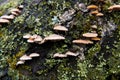 Small mushroom growing on old tree. Royalty Free Stock Photo