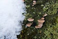 Small mushroom growing on old tree. Snow at spring time on old t Royalty Free Stock Photo