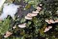 Small mushroom growing on old tree. Snow at spring time on old trunk tree Royalty Free Stock Photo