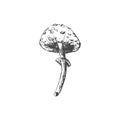 Small mushroom hand drawn sketch isolated on white background