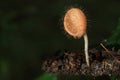 Small mushroom in the jungle of Thailand