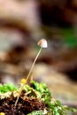 Small mushroom macro