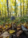 A small mushroom in the middle of a forest filled with leaves Royalty Free Stock Photo