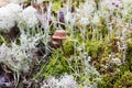 Small mushroom among the moss Royalty Free Stock Photo