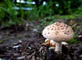 This small mushroom is noticeable among the vegetation