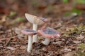 A small mushroom with a purple hat. Russula fragilis