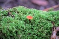 Small mushroom is seen growing among lush green moss in a forest environment
