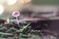 Small mushroom on a stump macro in the forest.