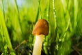 Small mushroom toadstool in the meadow on sunrise with dew drop