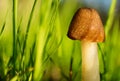 Small mushroom toadstool in the meadow