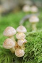 Small Mushroom Toadstools (Armillaria tabescens).
