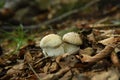 Small mushroom twins Boletus edulis