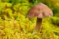 Small mushroom, Yoho National Park, Canada