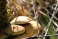 Small Mushrooms With an ant crawling Royalty Free Stock Photo