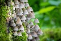 Small mushrooms Coprinellus disseminatus in green moss