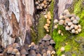 Small Mushrooms of Different Colours on Mossy Tree Stump Royalty Free Stock Photo
