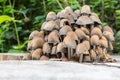 Small Mushrooms of Different Colours on Mossy Tree Stump