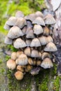 Small Mushrooms of Different Colours on Mossy Tree Stump Royalty Free Stock Photo