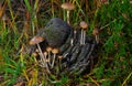Small mushrooms, Dung-loving psilocybe, on cow manure